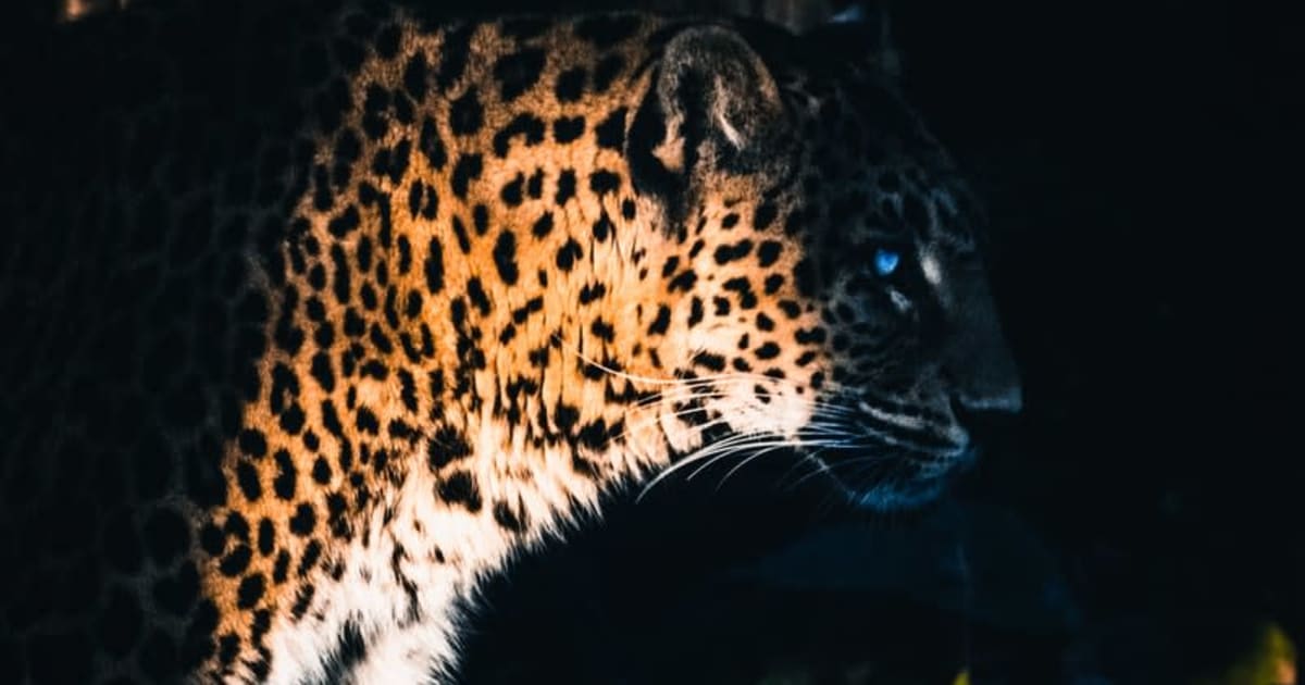 Yggdrasil partneri ReelPlay puÅ¡taju Jaguar SuperWays iz Bad Dinga